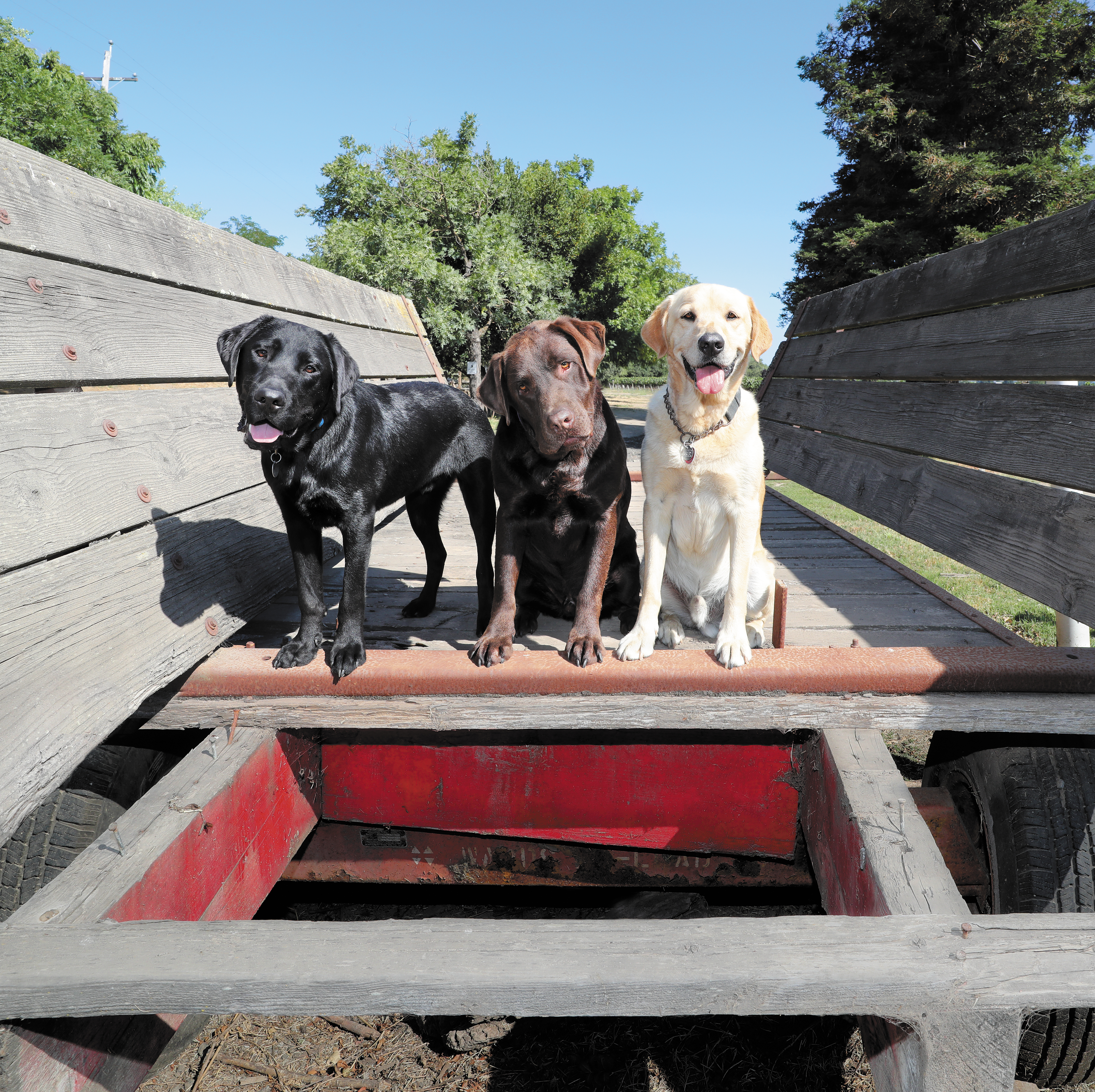 The three Larson Family Winery dogs, Ollie, Rosko and Louie