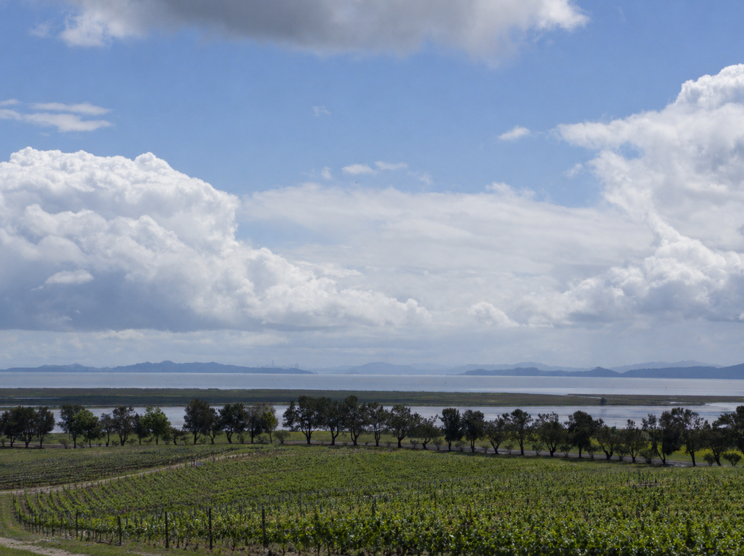 Paradise Vineyards, Carneros, Sonoma Coast
