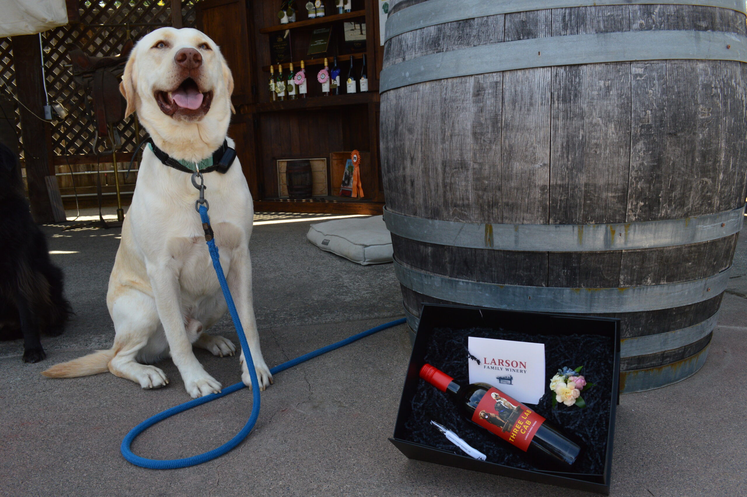 Estate dog Gus beside a wine barrel next to the Larson Family Winery corporate gift box at the tasting room