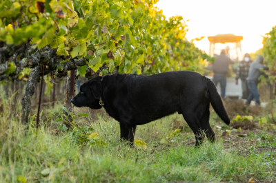 Wine-Dog-In-Winery